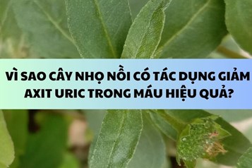 ¿Por qué la planta Eclipta prostrata es eficaz para reducir el ácido úrico en la sangre?