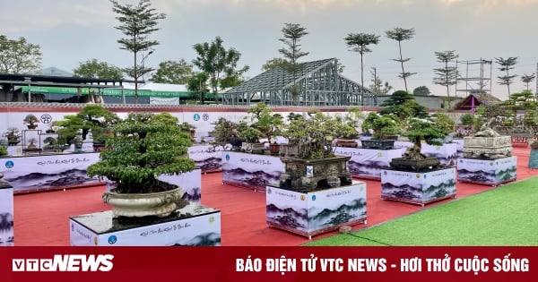 A multi-billion-dong ornamental garden in Binh Dinh makes Hanoi connoisseurs stunned