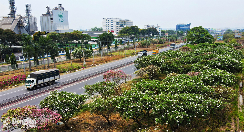 Les fleurs de frangipanier blanches et roses fleurissent et montrent leurs couleurs sur le terrain vacant adjacent à la route nationale 1, en passant par le parc industriel de Bien Hoa 1.