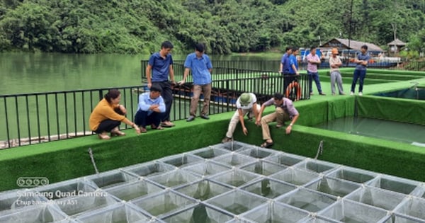 Dans un magnifique lac artificiel comme dans un film, les habitants de Ha Giang élèvent des poissons-chats tachetés, un poisson de spécialité coûteux.