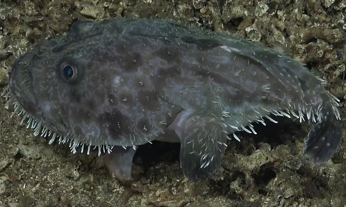 'Sea Devil' Fish Walks on the Ocean Floor