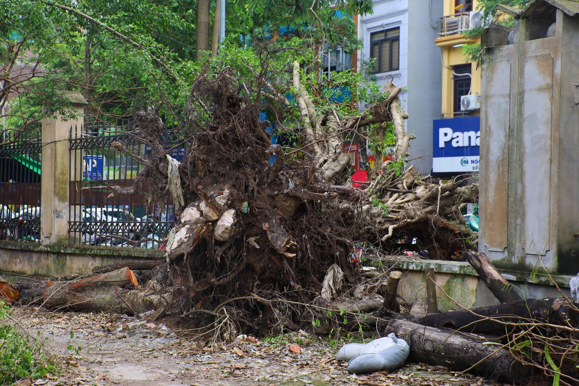 ¿Por qué los parques de Hanoi todavía están llenos de árboles caídos? foto 13