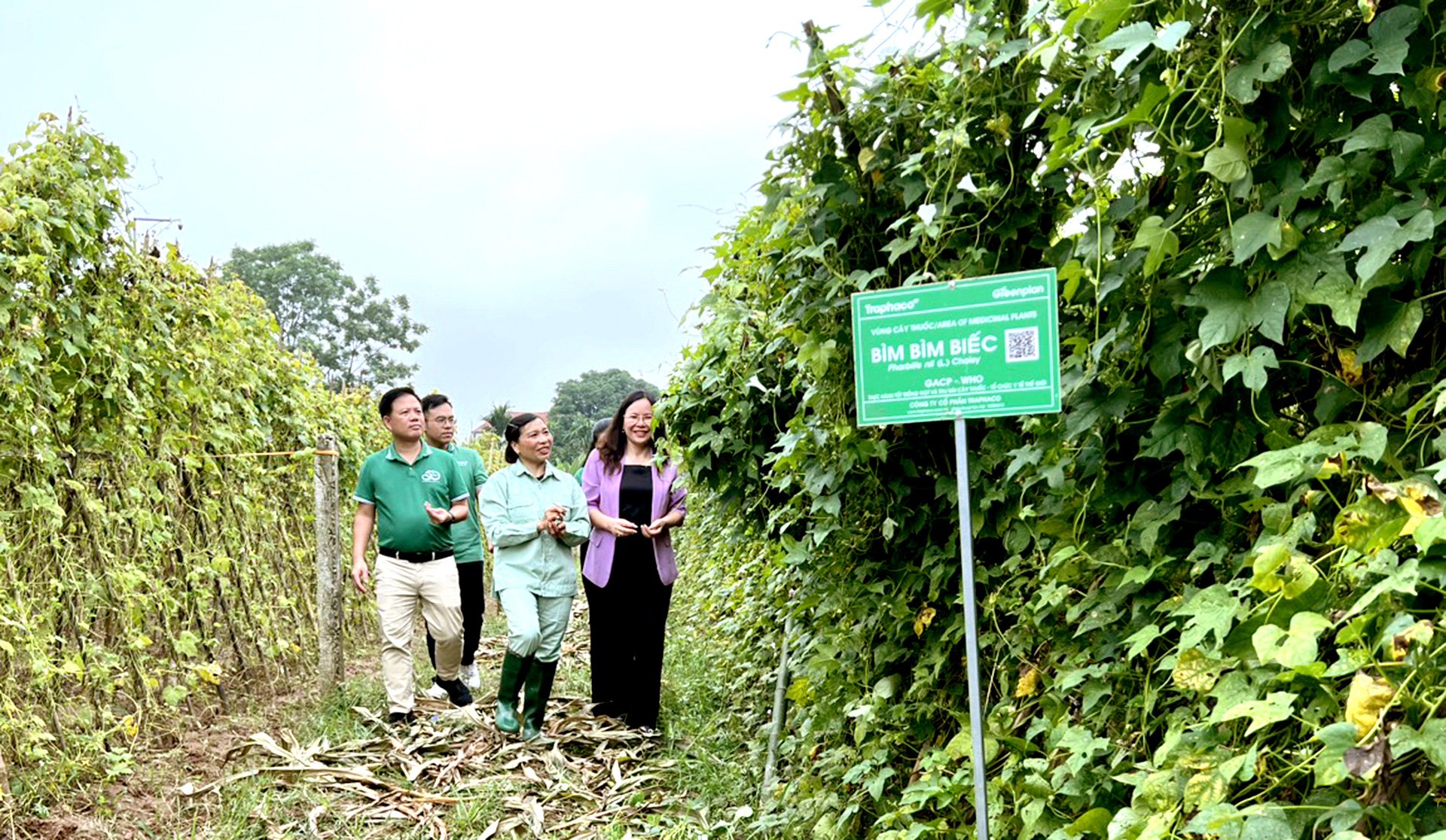 Dân vùng bãi làm thật ăn thật nhờ cây bìm bìm biếc - Ảnh 10.