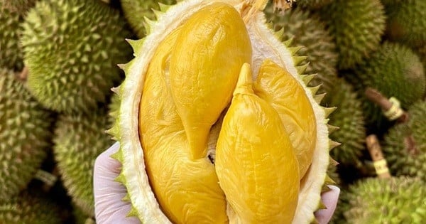 La saison du durian bat son plein, les entreprises et les jardiniers ne sont pas pressés de finaliser les contrats d'exportation