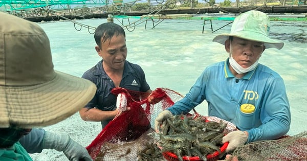 Tôm nuôi công nghệ cao ở Bà Rịa-Vũng Tàu toàn con to bự thế này thế mà giá giảm thê thảm, dân lo lắm