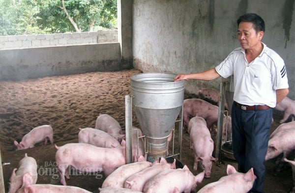 Der Markt bewegt sich seitwärts und notiert bei etwa 61.8000 VND/kg