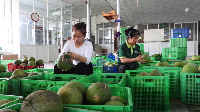 HTX Cây ăn quả Tân Mỹ chuẩn bị bưởi hữu cơ để xuất khẩu. Ảnh: Trần Trung.