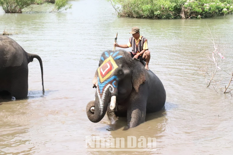 [Photo] ท่องเที่ยวเป็นมิตรกับช้าง ภาพที่ 12