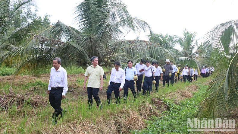 La Universidad Tra Vinh investiga con éxito una variedad de coco de cera cultivado a partir de embriones. Foto 3