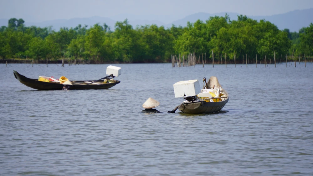 Ở phá Tam Giang nơi được ví là biển cạn, có loại hải sản được coi là 