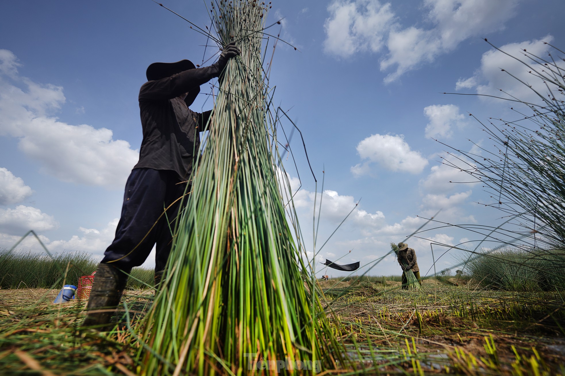 Variedades de césped de fácil cultivo que generan cientos de millones de dongs en ingresos. Foto 11