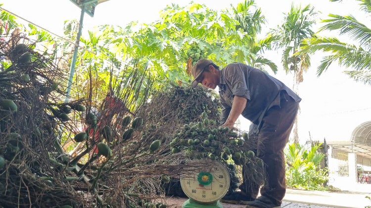 Areca nuts are purchased by traders at the garden for 60,000 VND/kg. Photo: Vien Nguyen