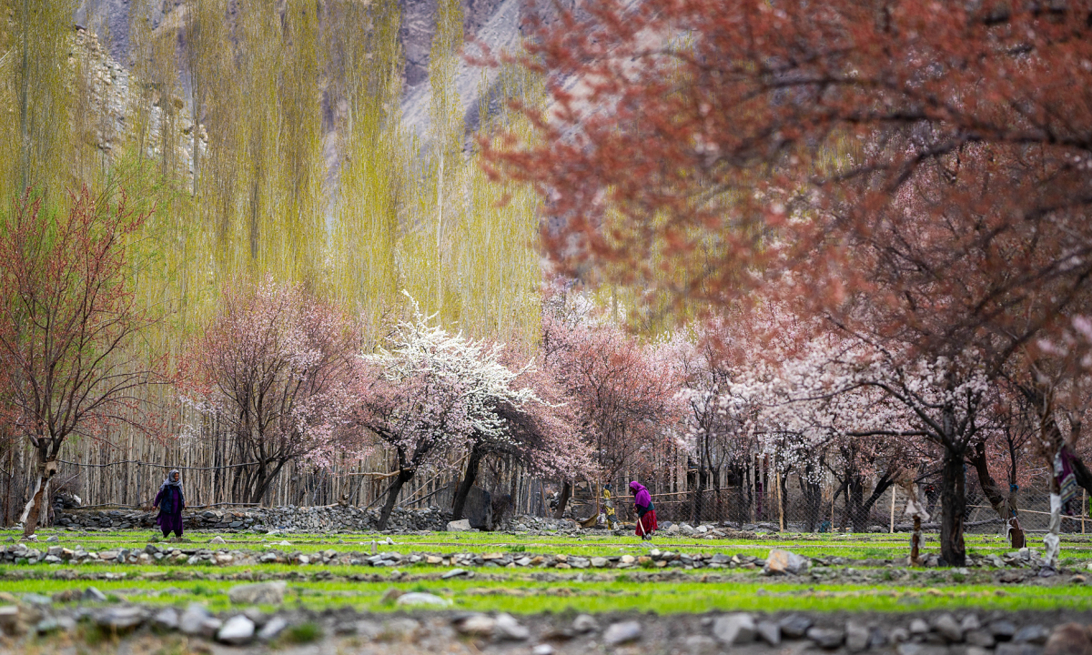 Vietnamese tourists "hunt" for apricot blossoms in an Indian village