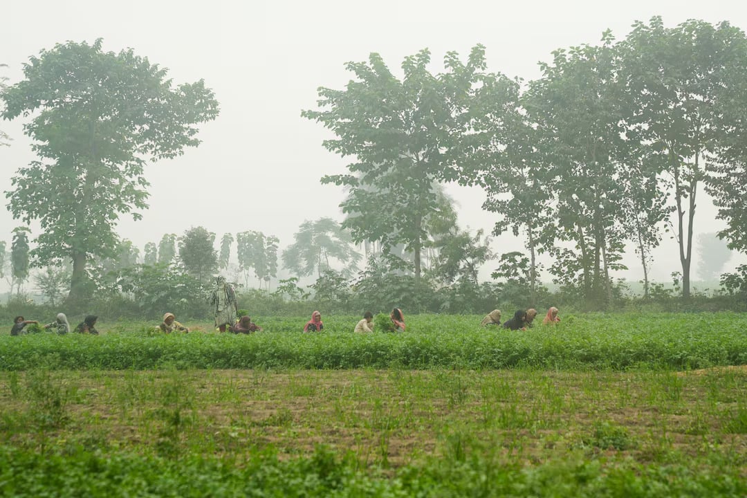 Pakistan enters national park as air pollution gets worse picture 1