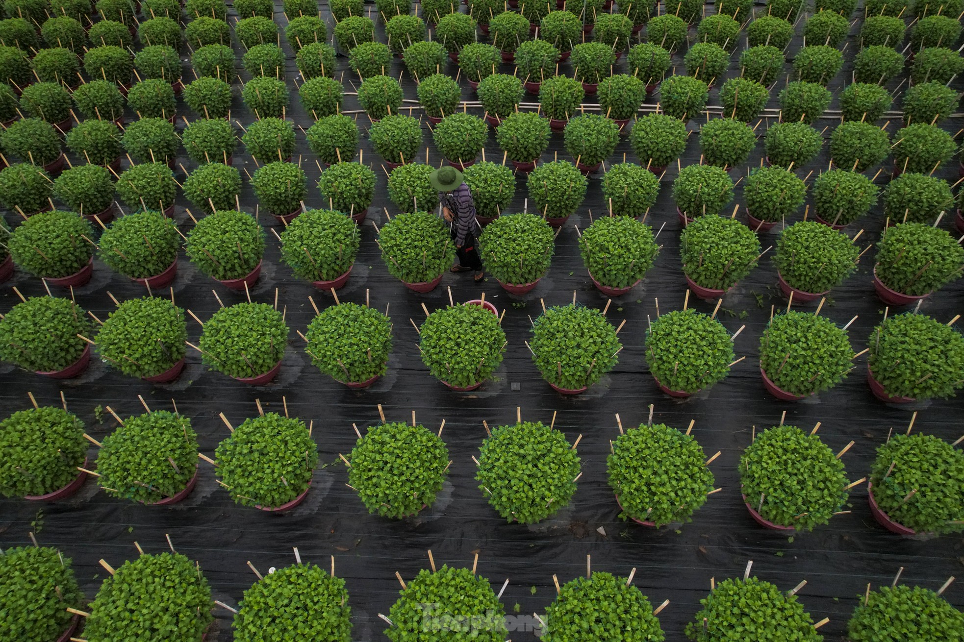 El pueblo de flores del Tet más grande de la ciudad de Ho Chi Minh está 'distorsionado' por el clima foto 16