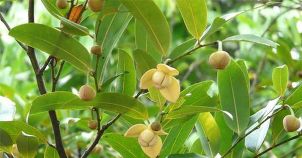 El castaño produce flores de un aroma divino que las niñas huelen en secreto. Produce la fruta silvestre más deliciosa de la tierra.