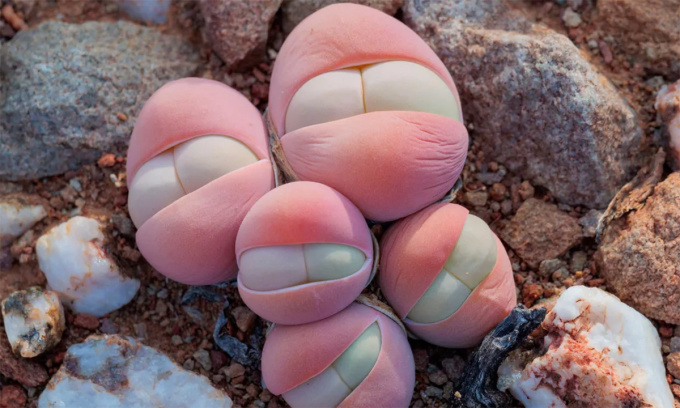 Las bababoojies (Gibbaeum heathii) son suculentas agrupadas originarias de Sudáfrica. Foto: Alamy