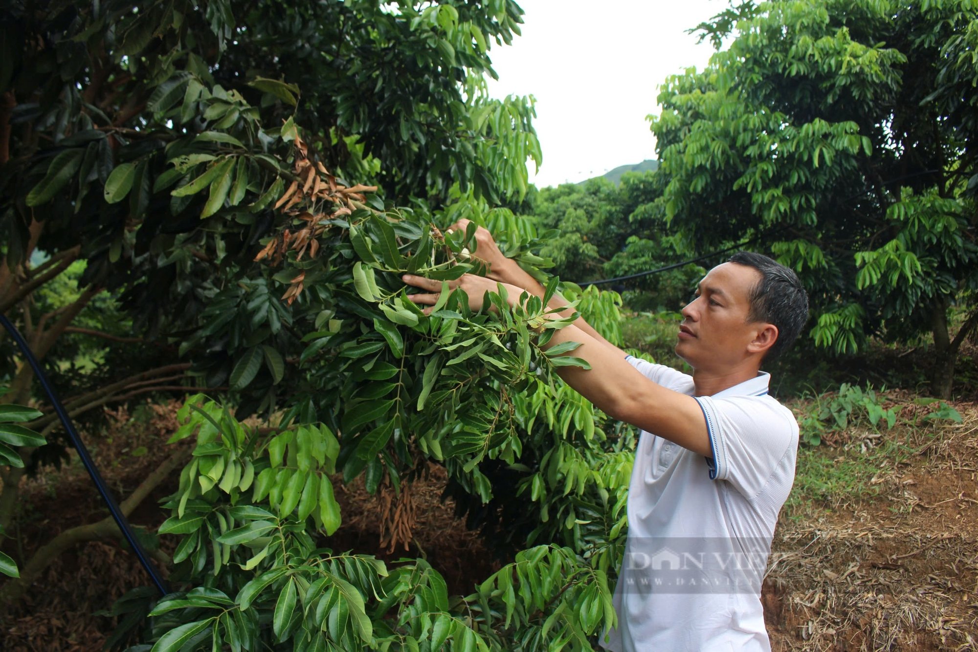 “Nông dân Việt Nam xuất sắc 2024” Mong muốn có thêm nguồn vốn mở rộng sản xuất - Ảnh 1.