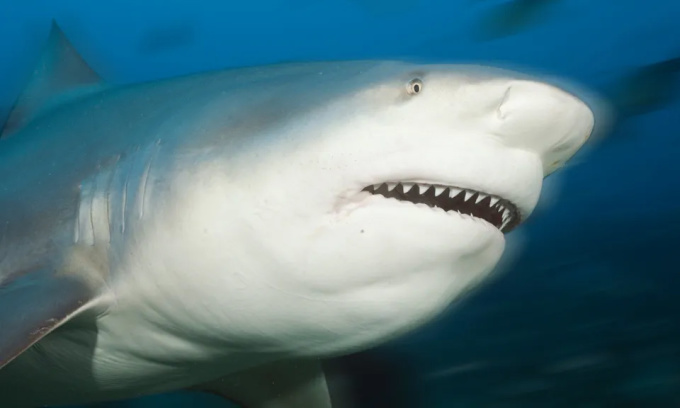 Contrairement à de nombreux autres requins, les requins taureaux sont capables de vivre dans des environnements d'eau douce tels que les rivières. Photo : ullstein bild/Getty