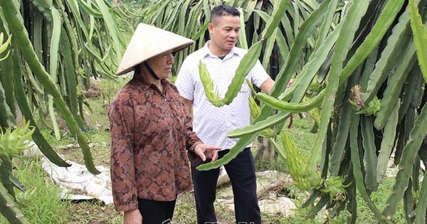 En la comuna Tran Hung Dao de Ha Nam, han aparecido muchos jardines modelo, hermosos y rentables.