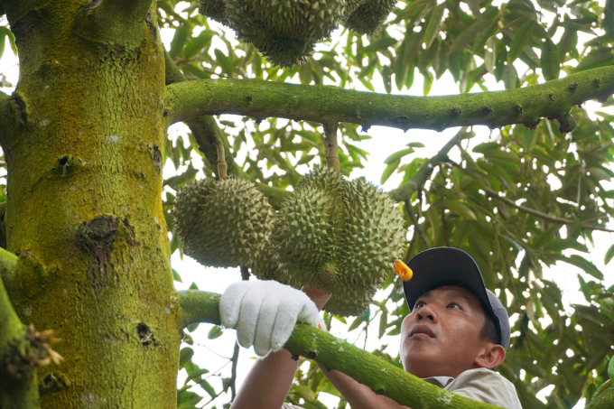 Dang Quoc Tan uses the handle of a knife to tap around the durian shell to check the quality before cutting. Photo: Hoang Nam