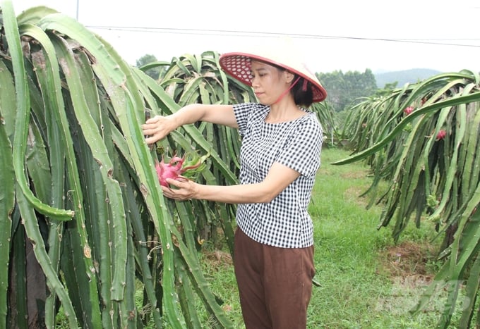 Theo chị Nguyễn Thị Thanh, muốn trồng thanh long theo hướng hữu cơ thành công phải kiên trì, nghiêm túc. Ảnh: Trung Quân.