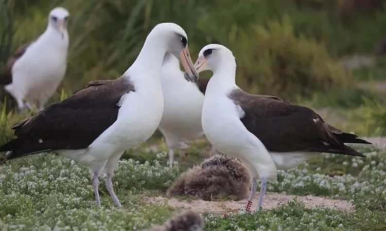 World's oldest bird actively looking for new mate