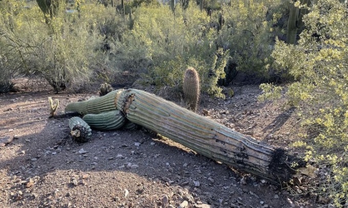 植物園でサボテンが倒れた。写真: KVOA