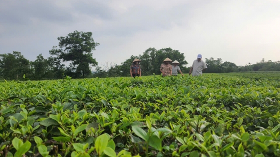 Hai Ha tea is delicious and flavorful thanks to organic cultivation.