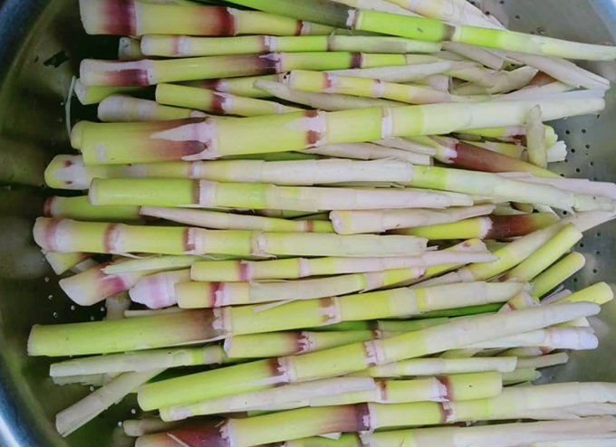 Bamboo shoots after being cleaned to be processed into food. Photo: Hung Le