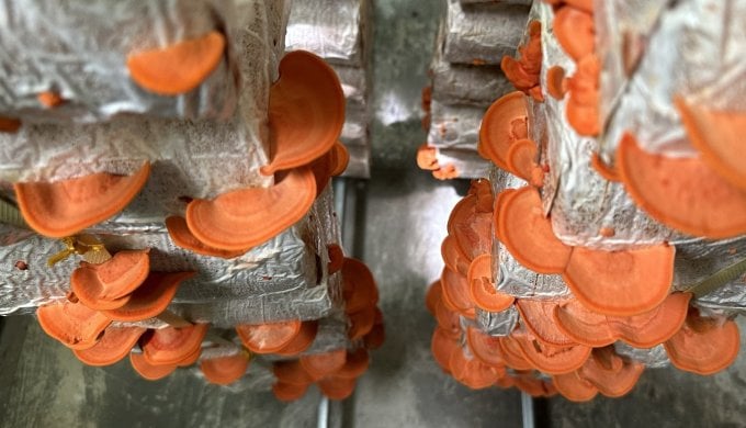 Champignon Reishi rouge. Photo : Équipe de recherche