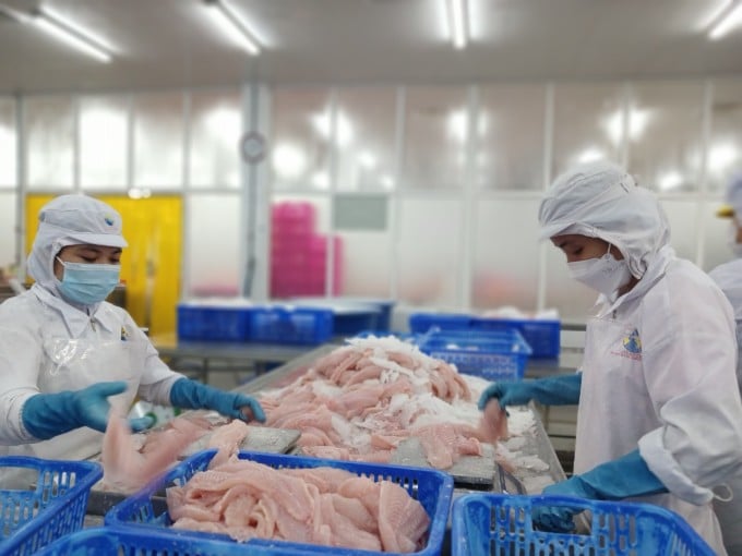 Arbeiter verarbeiten Basa-Fisch in der Navico An Giang-Fabrik. Foto: Thi Ha