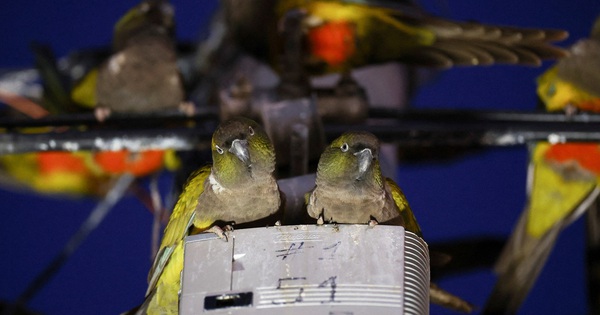 Les gens ont mal à la tête à cause des perroquets invasifs en Argentine