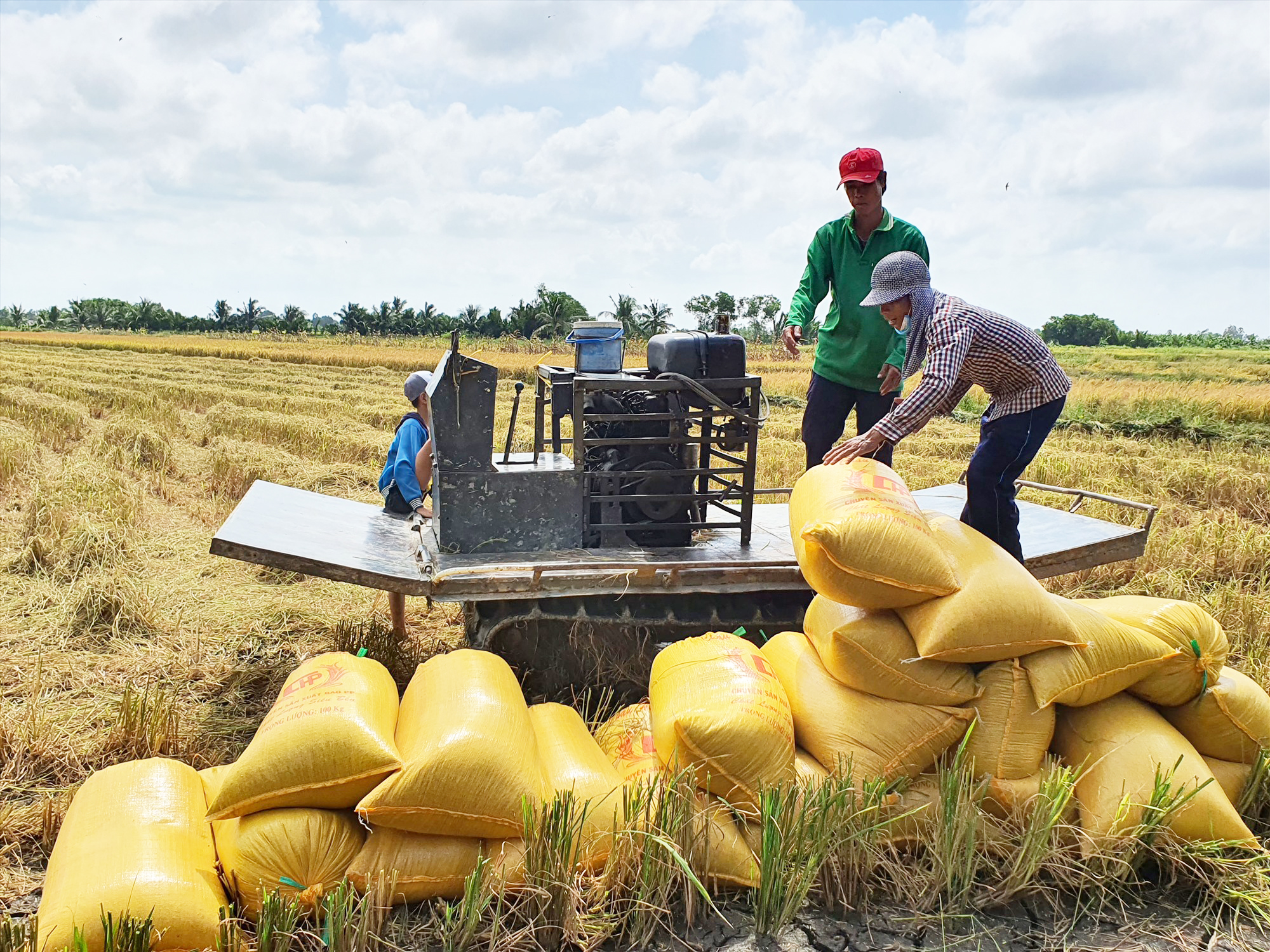 Ngăn chặn hiện tượng găm hàng, gặt non khi giá lúa gạo tăng mạnh