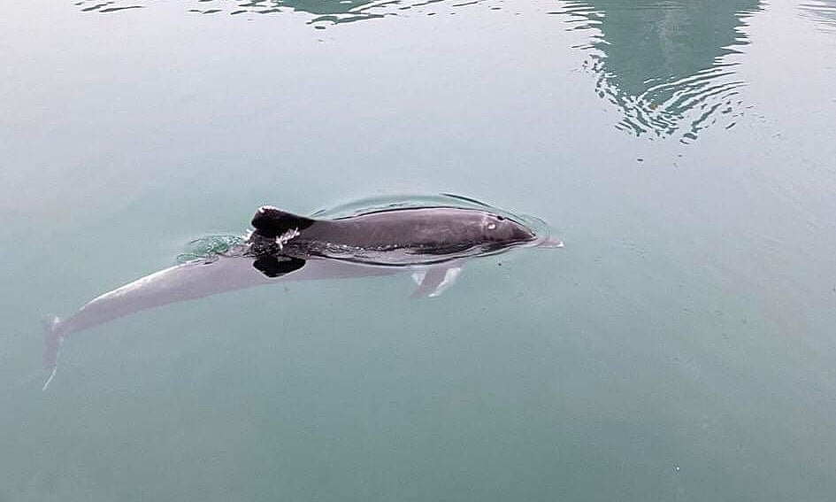 Delfine kehren in die Ha Long Bucht zurück