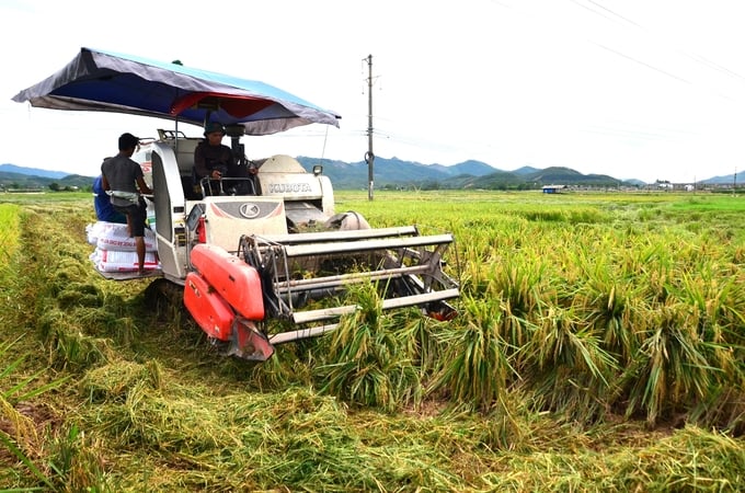 Bánh xích của máy gặt vò nát thân rạ, khiến chúng không thể tái sinh. Ảnh: Dương Đình Tường.