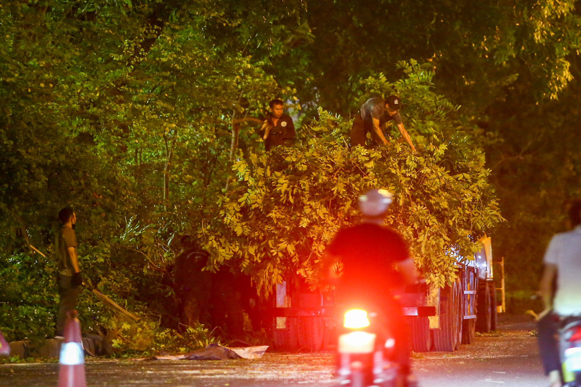 Pruning the hundred-year-old rosewood trees on Lang Street overnight, photo 16