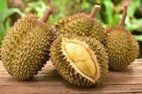 Les saisons du durian sont manquées