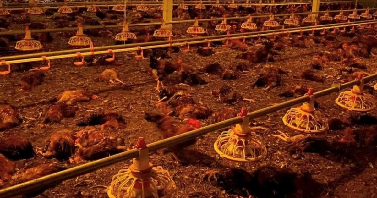 10,000 chickens about to be sold died, farm owner "burned" billions