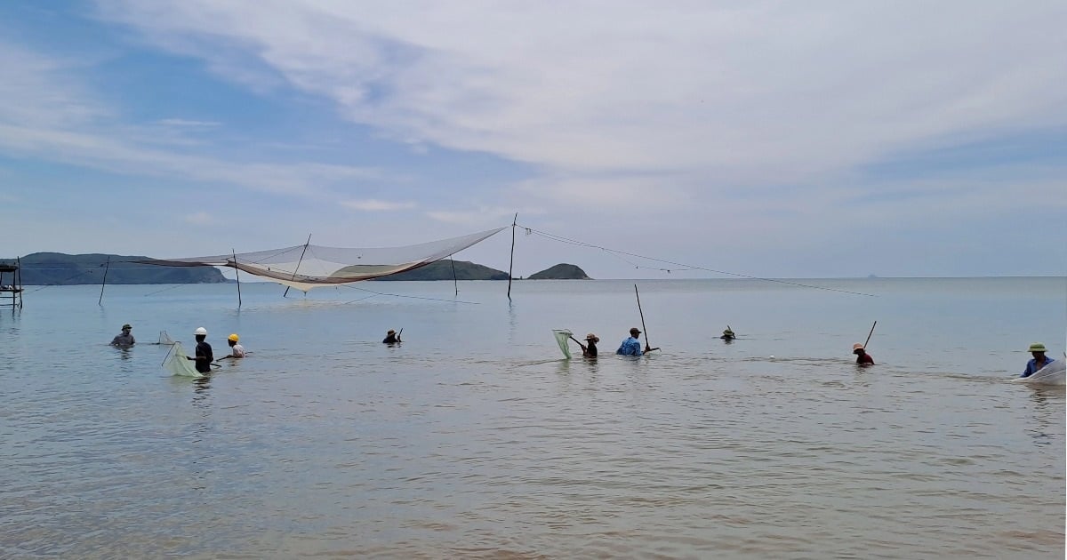 Hitting the "sea luck", people fishing along the shore also earn millions of dong every day