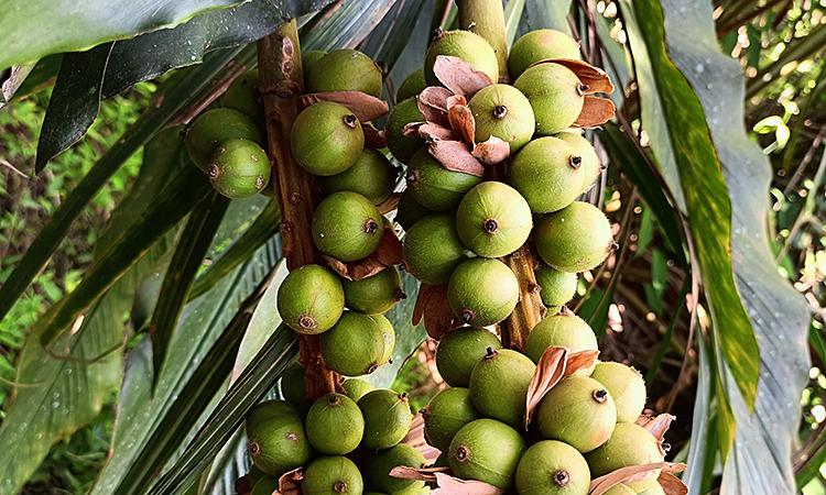 Mùa thu hoạch bo bo