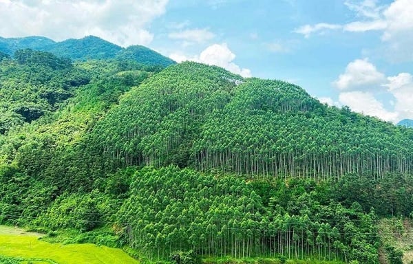 Hoàn thiện hồ sơ trình Chính phủ về thỏa thuận mua bán giảm phát thải cho Tây Nguyên, Nam Trung Bộ