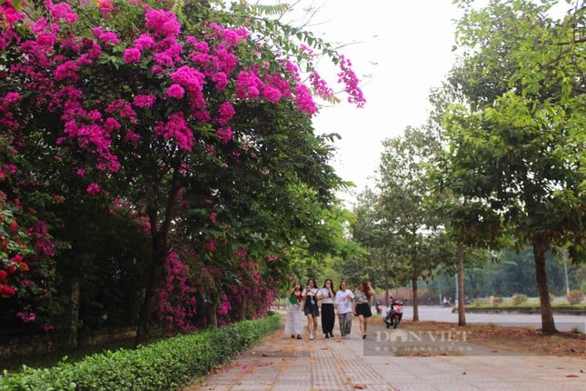 La hermosa carretera de flores de papel como en una película en la ciudad de Ho Chi Minh está causando revuelo en Internet. Foto 13