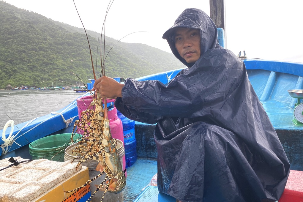 100 tấn tôm hùm bông bán không ai mua, nông dân lại ngồi trên lửa - 3