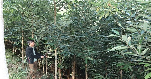 Poverty reduction from cinnamon growing model in Trang Dinh