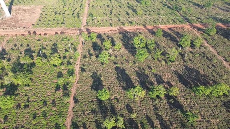 Las tierras de cultivo de té de Bau Can transferidas a proyectos de energía eólica presentan violaciones. Foto: Thanh Tuan