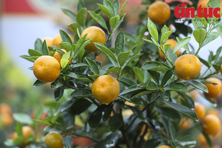 Village traditionnel de culture du kumquat au cœur de Hanoi