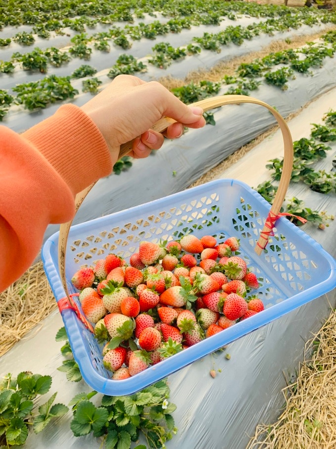 Cắm trại xuyên đêm giữa vườn mận đẹp như mơ ở Mộc Châu - 11