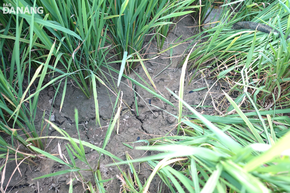 Muchos campos de arroz en la aldea de Tay An, comuna de Hoa Chau (distrito de Hoa Vang) están secos y agrietados porque no ha habido agua durante muchos días.