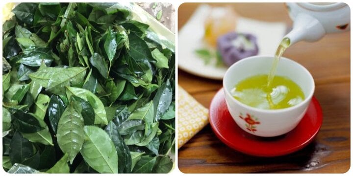 What are the benefits of drinking fresh tea is a concern of many people.